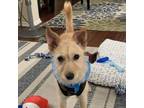 Adopt Kangaroo a Cairn Terrier