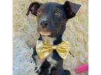 Adopt Berry a Mixed Breed