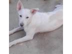 Adopt Bella a Carolina Dog