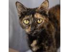 Adopt Camila a Domestic Short Hair