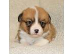 Pembroke Welsh Corgi Puppy for sale in Denair, CA, USA