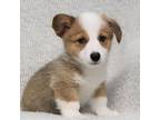 Pembroke Welsh Corgi Puppy for sale in Denair, CA, USA