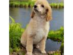 Mutt Puppy for sale in Boonville, NC, USA
