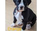 Boxer Puppy for sale in Muscle Shoals, AL, USA