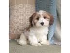 Havanese Puppy for sale in New Holland, PA, USA