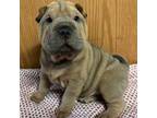 Chinese Shar-Pei Puppy for sale in Princeton, KY, USA