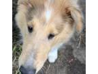 Bearded Collie Puppy for sale in Cherokee, TX, USA