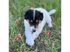 Bearded Collie Puppy for sale in Cherokee, TX, USA