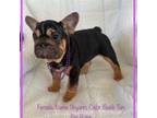 French Bulldog Puppy for sale in Fort Plain, NY, USA
