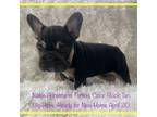 French Bulldog Puppy for sale in Fort Plain, NY, USA