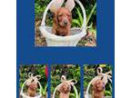 Irish Setter Puppy for sale in Mobile, AL, USA