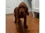 Irish Setter Puppy for sale in Mobile, AL, USA