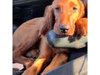 Irish Setter Puppy for sale in Mobile, AL, USA