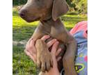 Doberman Pinscher Puppy for sale in Ocean Springs, MS, USA