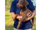 Doberman Pinscher Puppy for sale in Ocean Springs, MS, USA