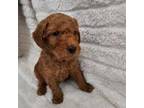 Goldendoodle Puppy for sale in Bloomington, MN, USA