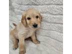 Goldendoodle Puppy for sale in Bloomington, MN, USA