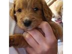 Goldendoodle Puppy for sale in Bloomington, MN, USA