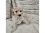 Goldendoodle Puppy for sale in Bloomington, MN, USA