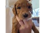 Goldendoodle Puppy for sale in Bloomington, MN, USA