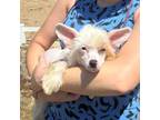 Chinese Crested Puppy for sale in Lake Helen, FL, USA