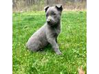 Dutch Shepherd Dog Puppy for sale in Bellefonte, PA, USA