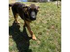 German Shepherd Dog Puppy for sale in Kunkletown, PA, USA