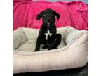 Adopt Posh Spice a Black Labrador Retriever, Mixed Breed