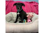 Adopt Sporty Spice a Mixed Breed