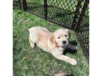 Golden Retriever Puppy for sale in Pecatonica, IL, USA