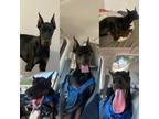 Doberman Pinscher Puppy for sale in Irving, TX, USA