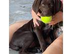 German Shorthaired Pointer Puppy for sale in Ligonier, IN, USA