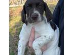 German Shorthaired Pointer Puppy for sale in Ligonier, IN, USA