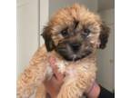 Shih Tzu Puppy for sale in Porterville, CA, USA