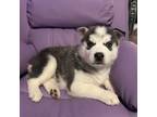 Siberian Husky Puppy for sale in Sparta, TN, USA