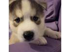 Siberian Husky Puppy for sale in Sparta, TN, USA