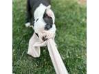 Boston Terrier Puppy for sale in Amarillo, TX, USA