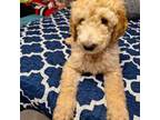 Goldendoodle Puppy for sale in Bellwood, IL, USA