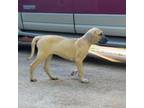 Great Dane Puppy for sale in Cumming, GA, USA