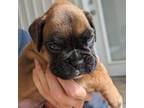 Boxer Puppy for sale in Springfield, MO, USA