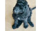 Labradoodle Puppy for sale in Conroe, TX, USA