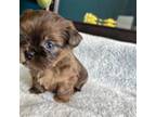 Shih-Poo Puppy for sale in Jackson, TN, USA