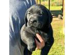 Labrador Retriever Puppy for sale in Lodge, SC, USA