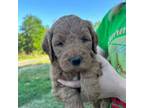 Goldendoodle Puppy for sale in Lamar, AR, USA