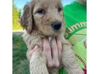 Goldendoodle Puppy for sale in Lamar, AR, USA