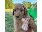 Goldendoodle Puppy for sale in Lamar, AR, USA
