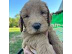 Goldendoodle Puppy for sale in Lamar, AR, USA