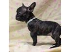 French Bulldog Puppy for sale in Petal, MS, USA