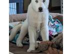 Siberian Husky Puppy for sale in Glade Hill, VA, USA