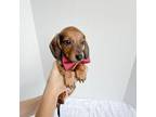 Dachshund Puppy for sale in Shingle Springs, CA, USA